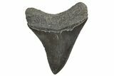 Fossil Megalodon Tooth - South Carolina #340170-1